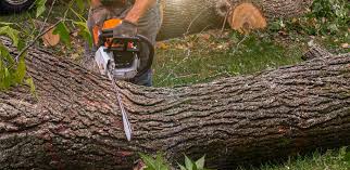 Best Tree Health Inspection  in Bothell, WA