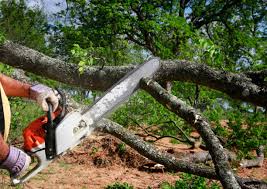 Best Tree Disease Treatment  in Bothell, WA