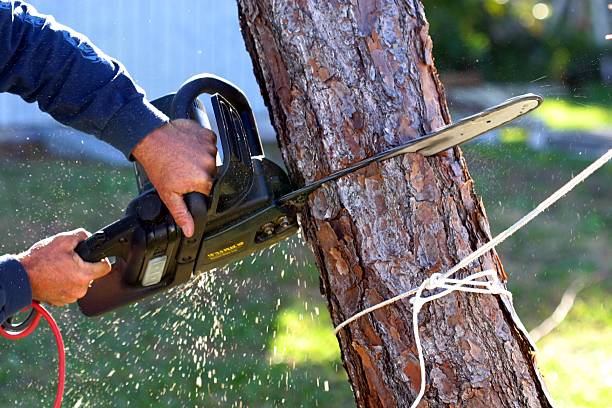 Best Fruit Tree Pruning  in Bothell, WA