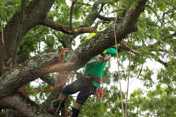 Bothell, WA Tree Care Company