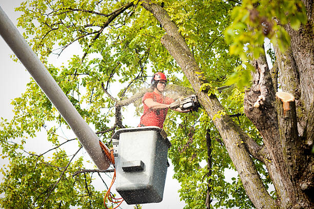 How Our Tree Care Process Works  in  Bothell, WA