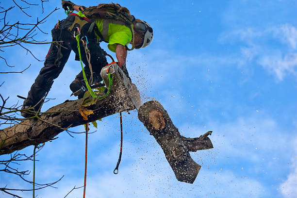Best Utility Line Clearance  in Bothell, WA